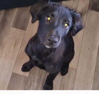Lurcher X Collie Puppies for Sale in Wicklow