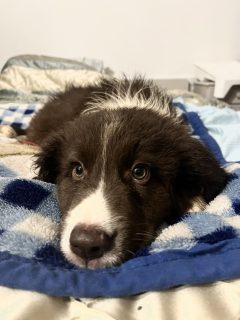 Retriever x Collie Pups for Sale in Templemore