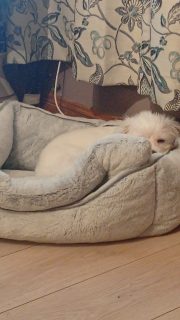 Maltese Puppies for Sale in P47FR80 - IKC Registered