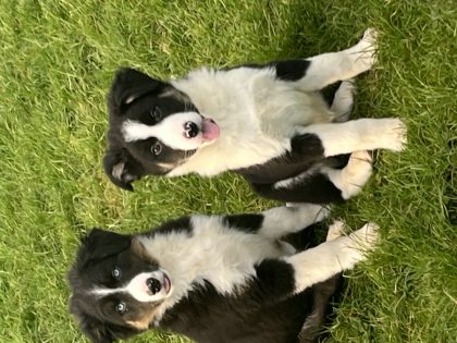 Tri-Colored Collie Pups for Sale in Knocklong