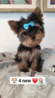 T-Cup Yorkshire Terriers for Sale in Castlepollard