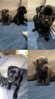 Staffordshire Bull Terriers in Wicklow