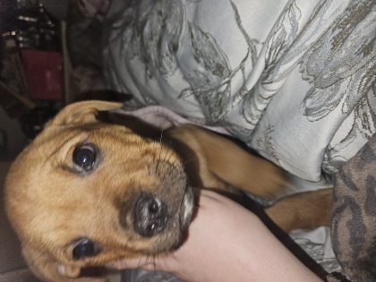 Rottweiler x Staff Pups for Sale in Cork