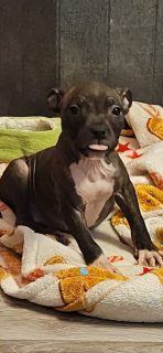 Staffordshire Bull Terrier in Laois - IKC Registered
