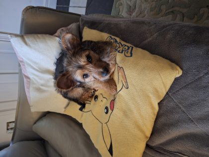 Yorkie mix looking for new home