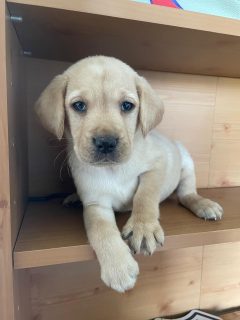 Golden Labrador Puppies for Sale in Kilkenny