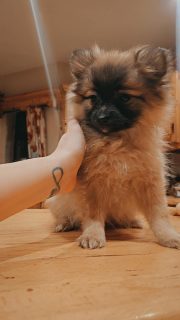 Pomeranians for sale in Offaly - IKC registered