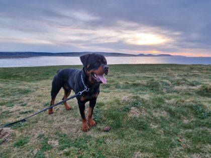 Rottweiler for Sale in Ballina � Loving Companion