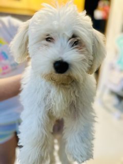 Bichon Frise for sale in Carrick on Shannon