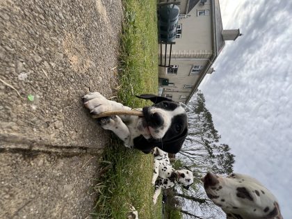 Boxer / Dalmation
