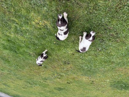 Springer spaniel pups for sale