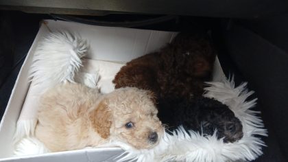 Toy poodle puppies