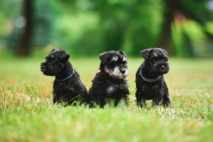 Adorable Schnauzer Puppy Seeking Loving Irish Home