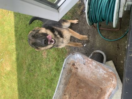 German shepherd