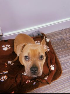 As cute as a real life bear, Luna needs her 4ever