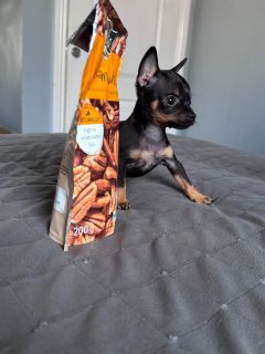 Russian Toy Terrier Puppy in Navan