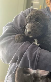Borderdoodle puppies for adoption