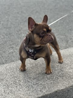 French bulldog choc/tan