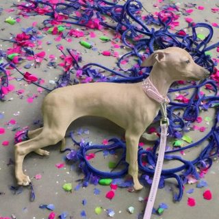 Italian greyhounds