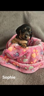 Miniature Daschunds