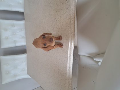 Miniature Daschunds