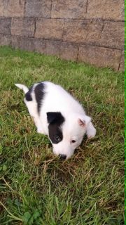Beautiful Puppies Looking for Loving Homes