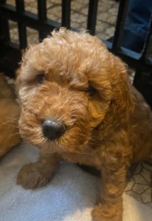 pups for sale