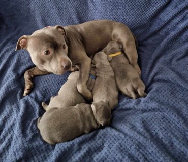 Staffordshire Bull Terrier Puppies