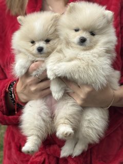 Pomeranian Puppies