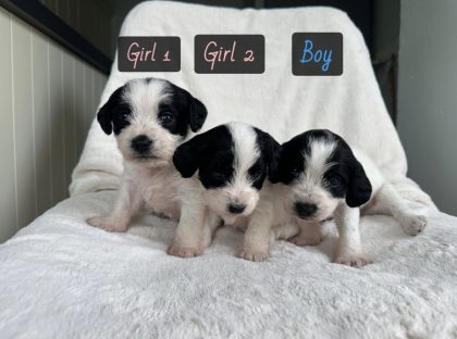 Bichon Frise x Springer Spaniel
