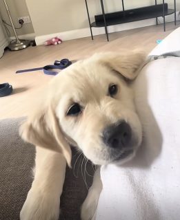 golden retriever pups