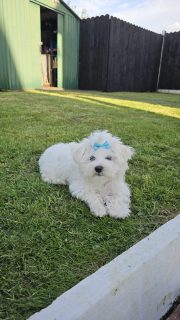 Beautiful Purebred Maltese Pup