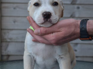 American Staffordshire Terrier