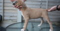 American Staffordshire Terrier