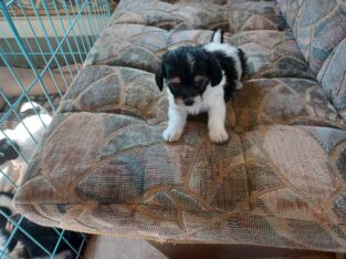 beautiful TeaCup Chihuahua X Norfolk Terrier pup