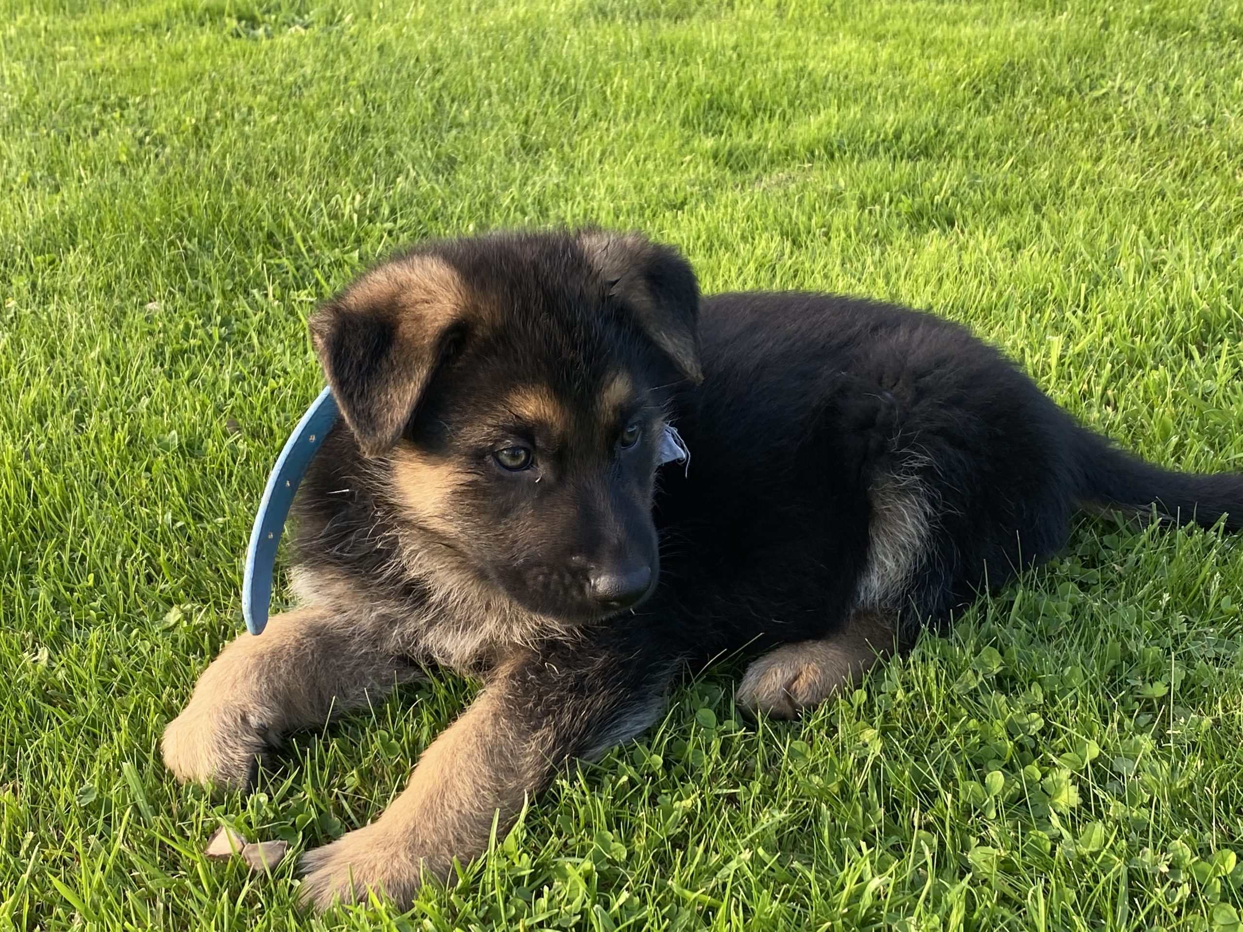 German Shepherd - Dogs Sale - Dogs For Sale Ireland