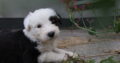 OLD ENGLISH SHEEPDOG