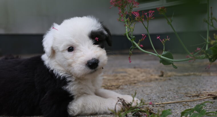 OLD ENGLISH SHEEPDOG