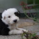 OLD ENGLISH SHEEPDOG