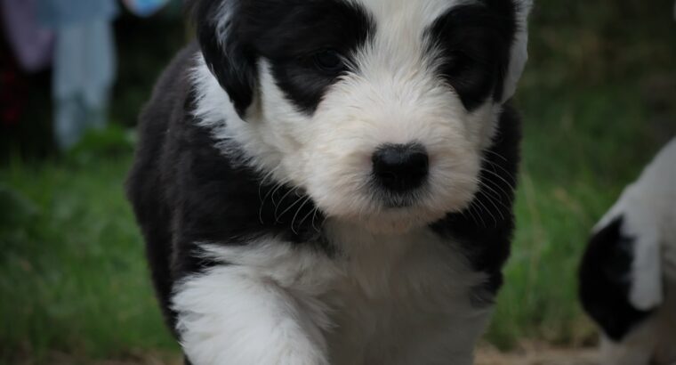 OLD ENGLISH SHEEPDOG