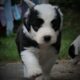 OLD ENGLISH SHEEPDOG