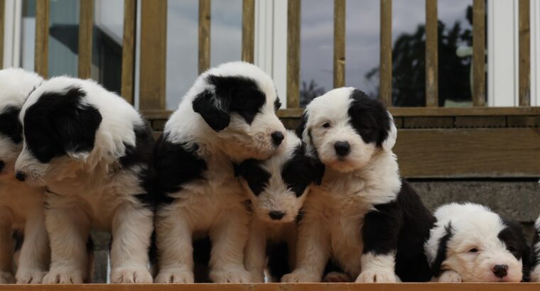 OLD ENGLISH SHEEPDOG