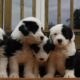 OLD ENGLISH SHEEPDOG