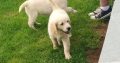 Golden retriever pups for sale