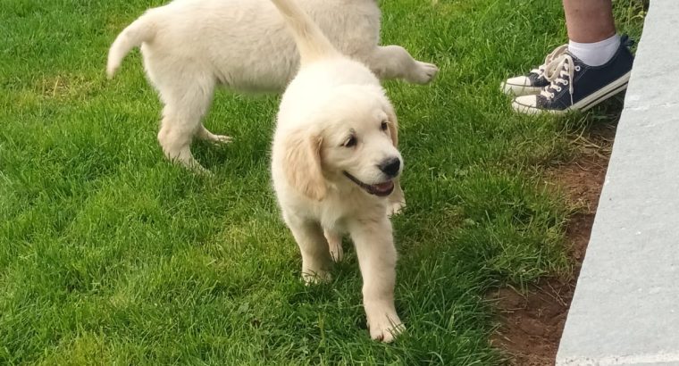 Golden retriever pups for sale