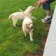 Golden retriever pups for sale