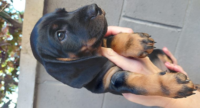 Dashchund