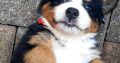 IKC Reg Bernese Mountain Dog Puppies