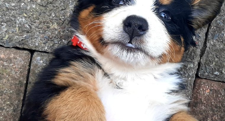 IKC Reg Bernese Mountain Dog Puppies