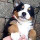 IKC Reg Bernese Mountain Dog Puppies